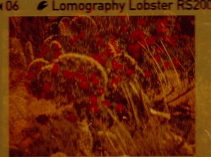 20240702LomoLobsterLomo110-6.jpg